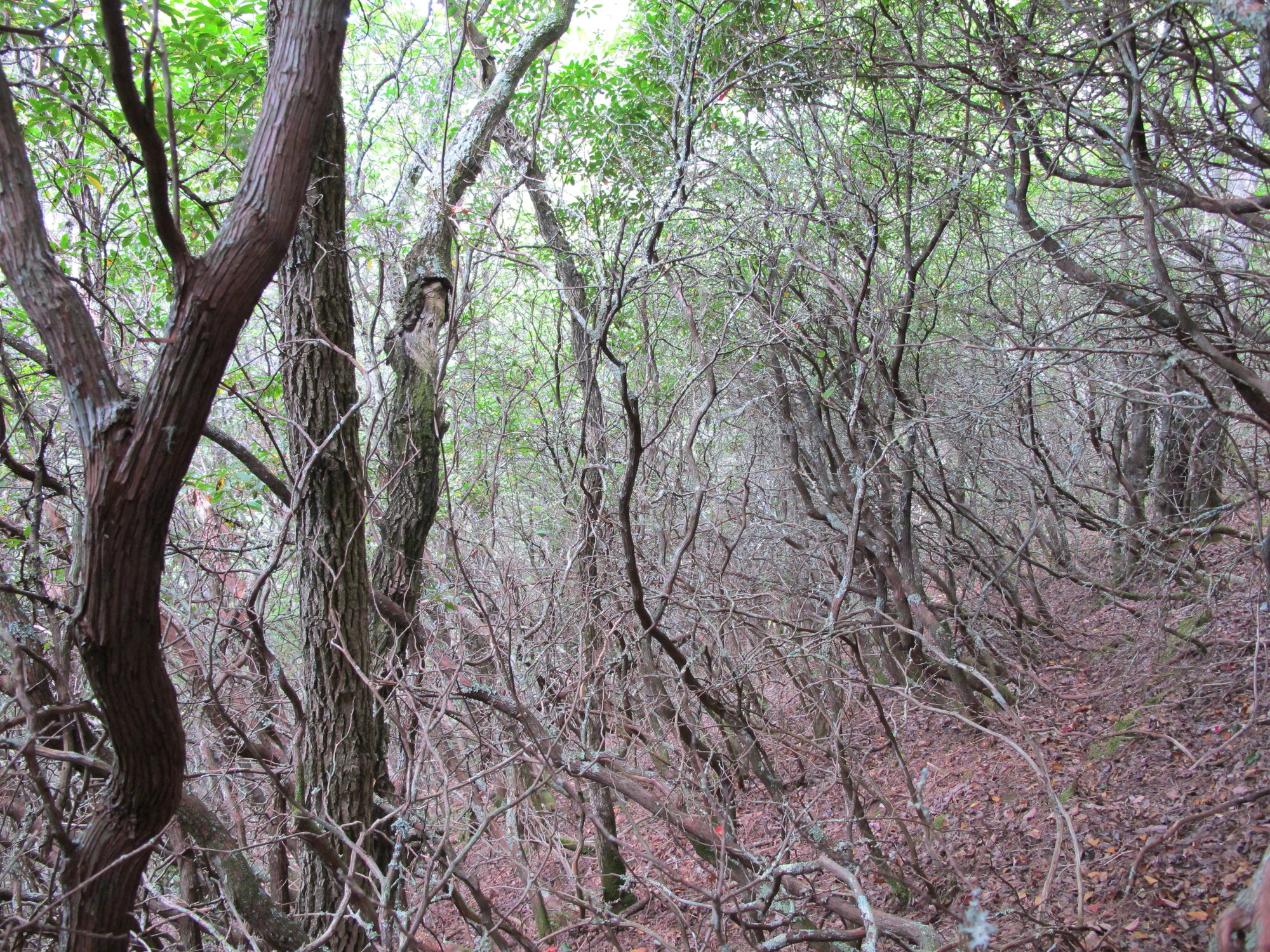 GRSM Accuracy Assessment. Plot Code: GRSM_AA_0916_5