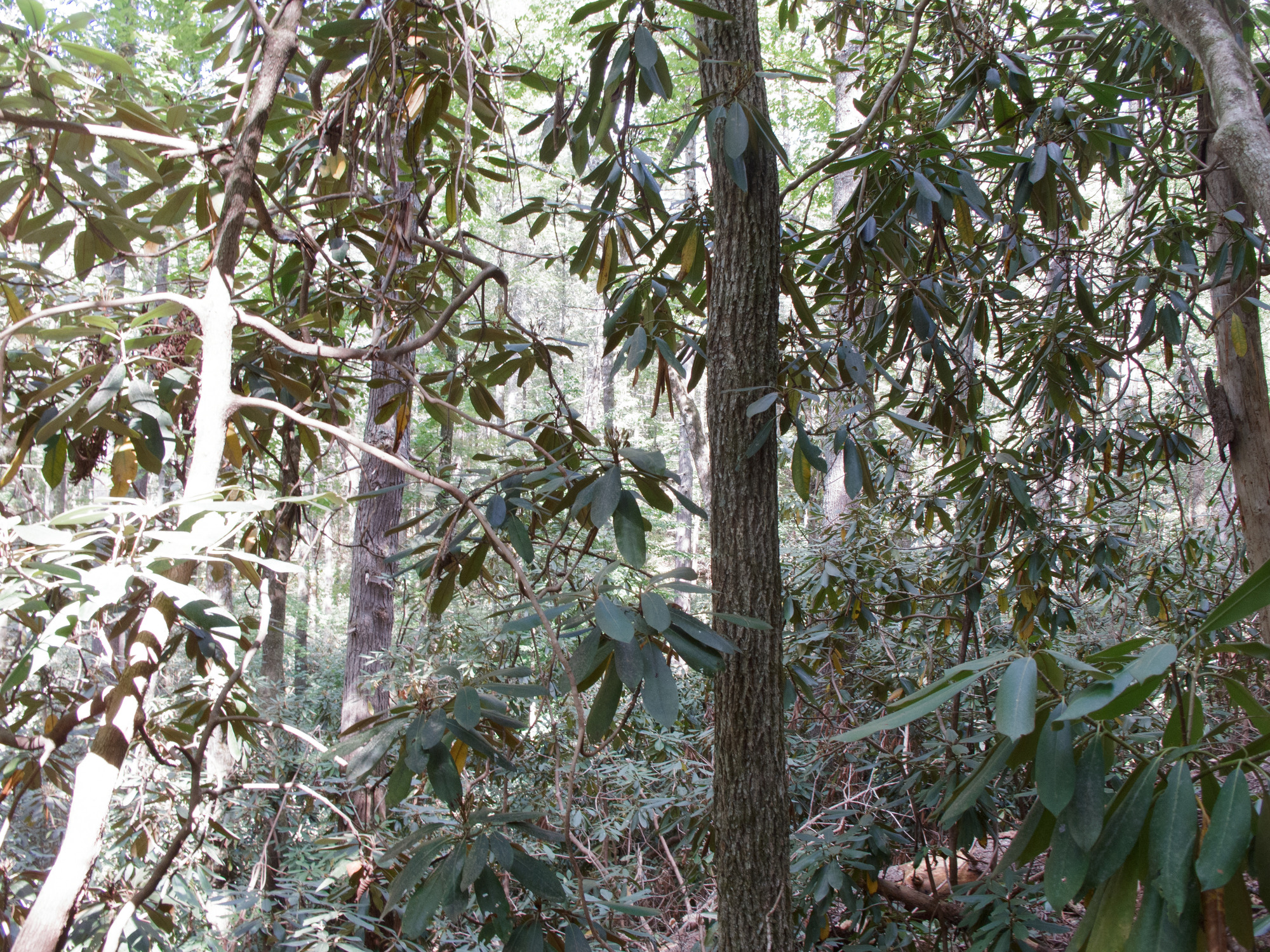 GRSM Accuracy Assessment. Plot Code: GRSM_AA_0779_2