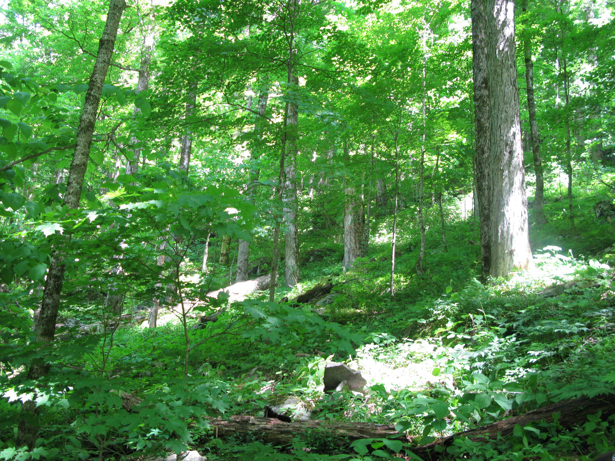 GRSM Accuracy Assessment. Plot Code: GRSM_AA_0531