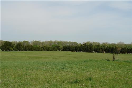 2007 treeline removal before picture number 1