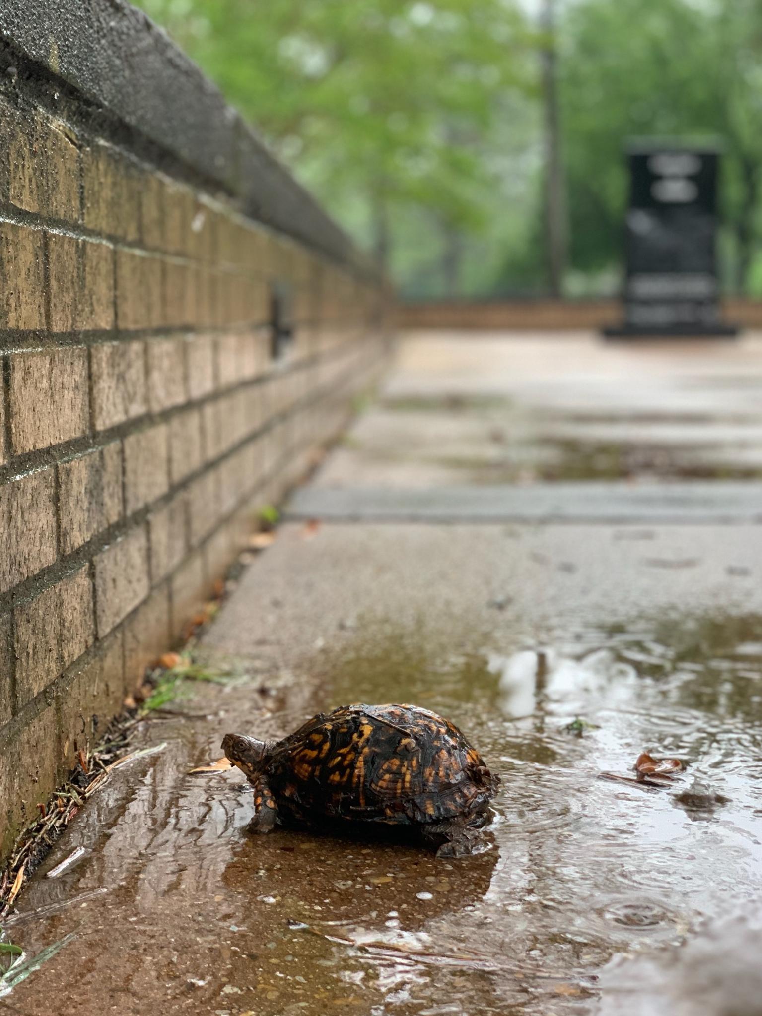 A turtle stands in a puddle next to a brink wall. A monument to the Underground Railroad is visible in the background.