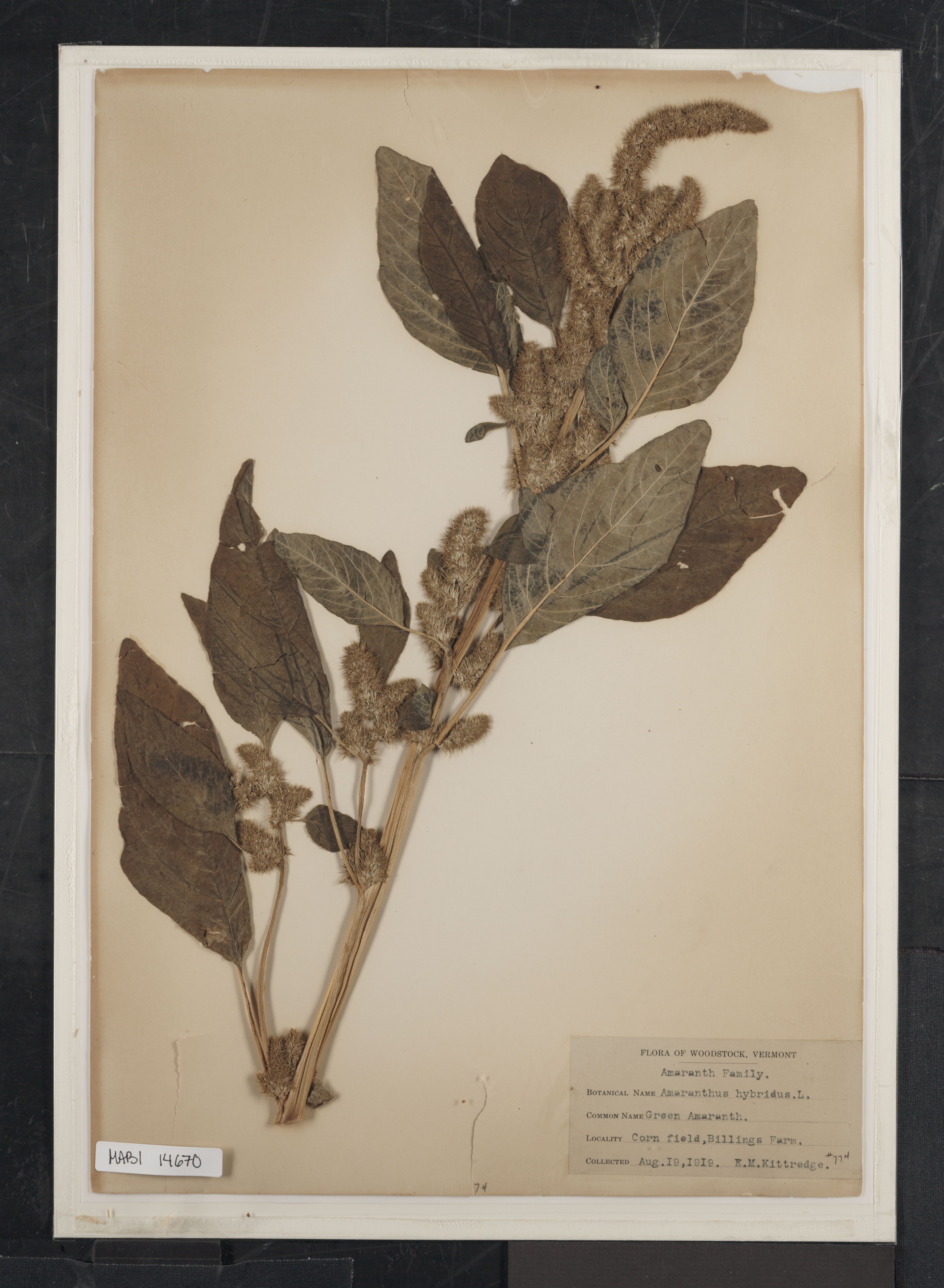 Preserved biological specimen on paper.