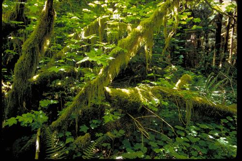Views of Olympic National Park, Washington