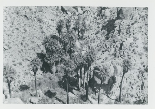Black and white image of Lost Palms Oasis