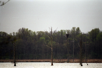 ARPO Animals Ardea Alba BaldEagle3. 