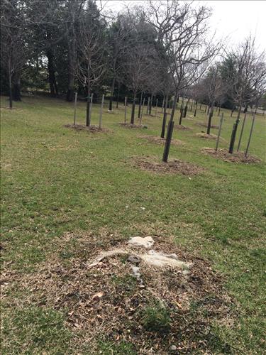 Cherry Trees in West Potomac Park in March 2015