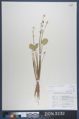 Herbarium Specimen Sheet 3232