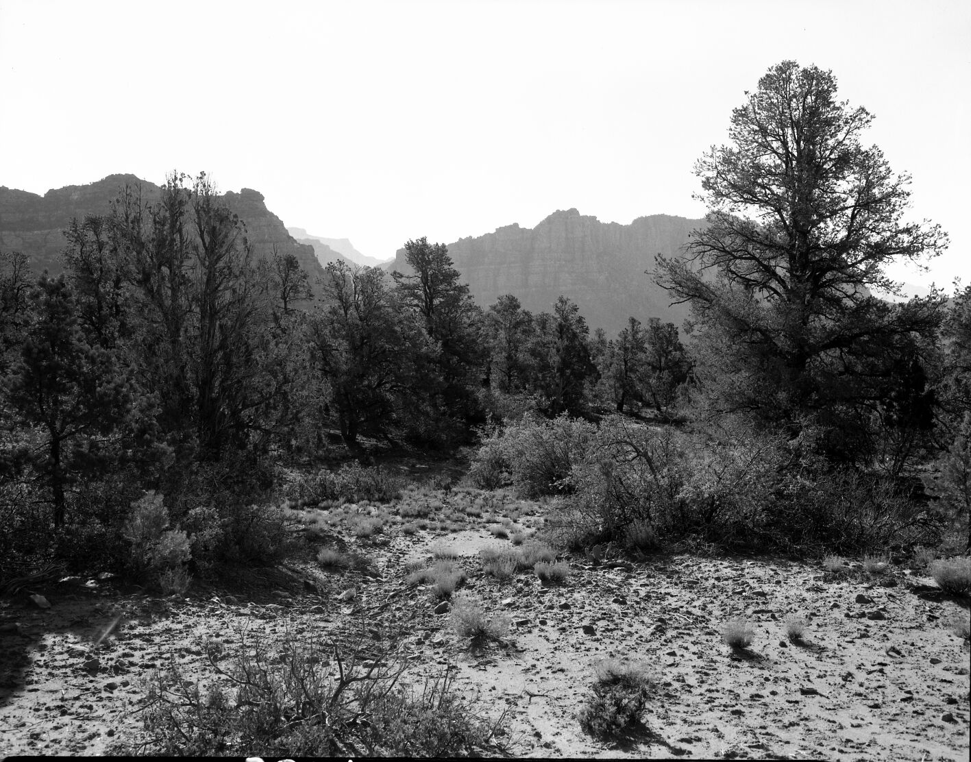 Pinyon-juniper woodlands.