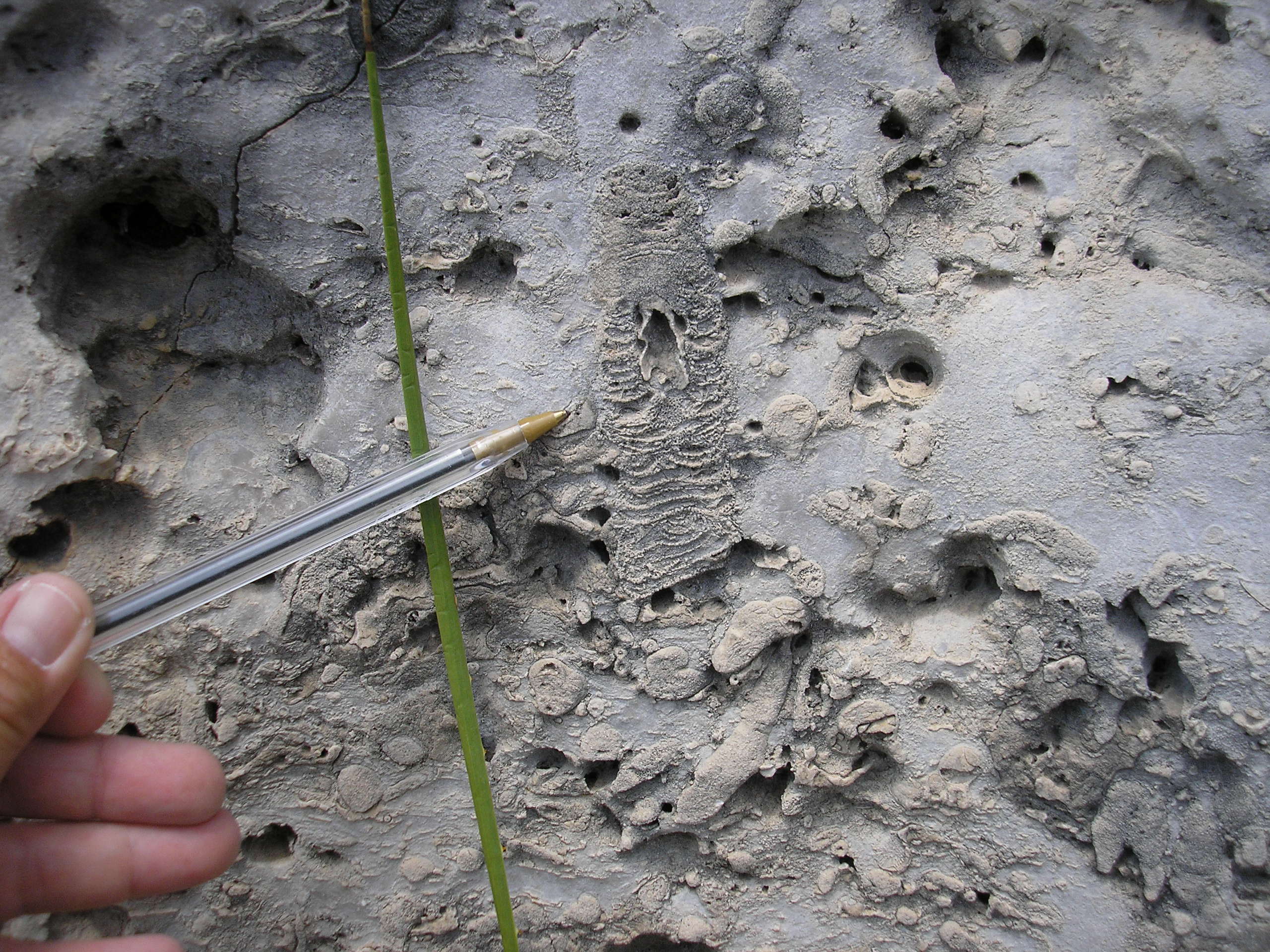 a hand holding a ball point pen pointing at fossils and impressions in rock.