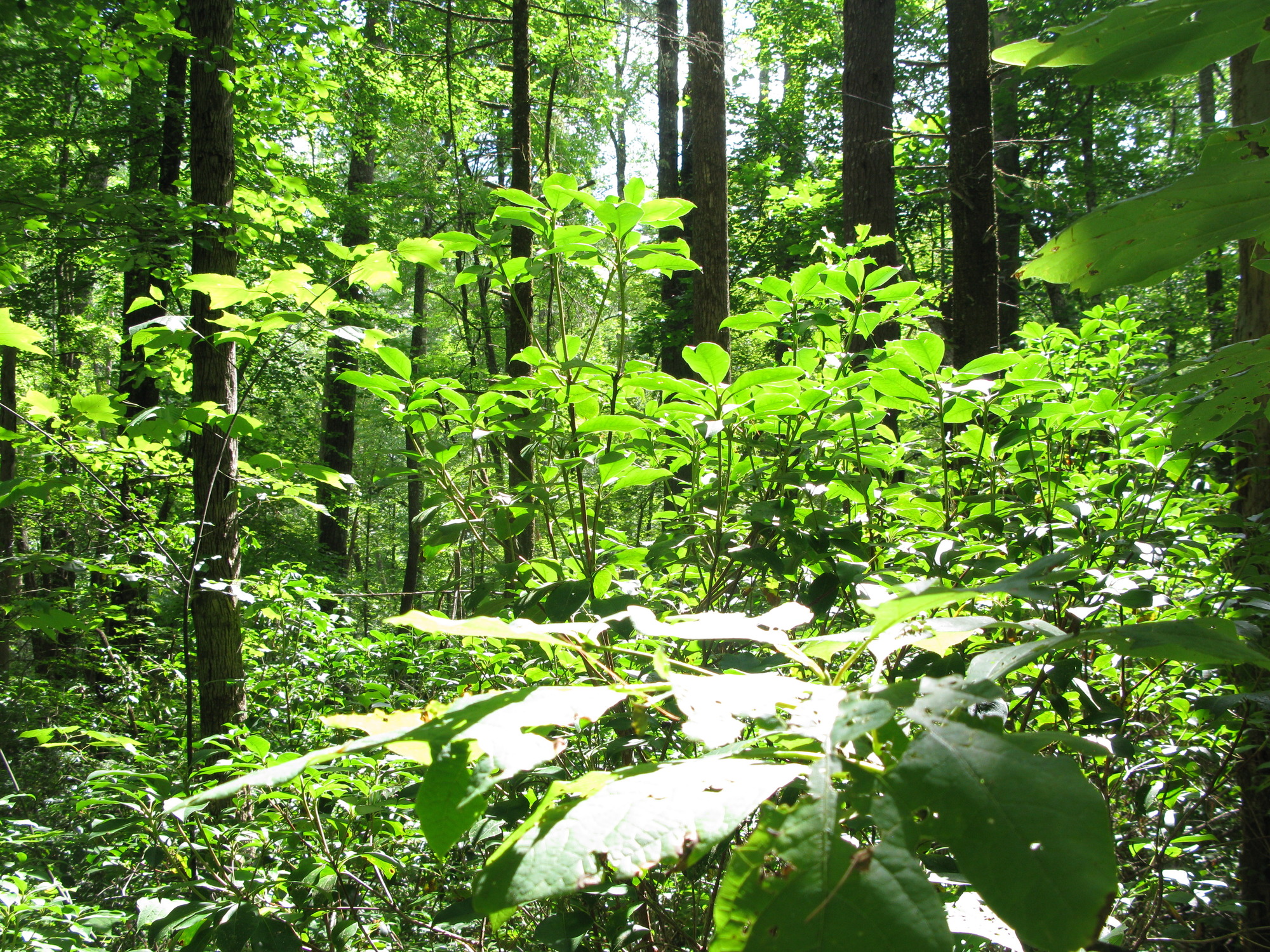 GRSM Accuracy Assessment. Plot Code: GRSM_AA_0302_6