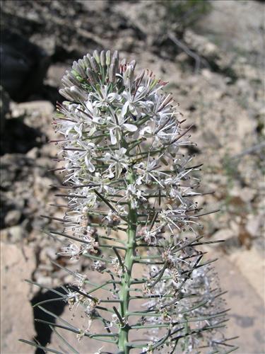 Thelypodium texanum. Big Bend National Park, Pena Mountain. February 2005