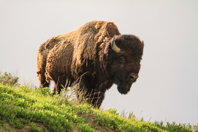 a majestic bison stands on the hill and is backlit by the sun 