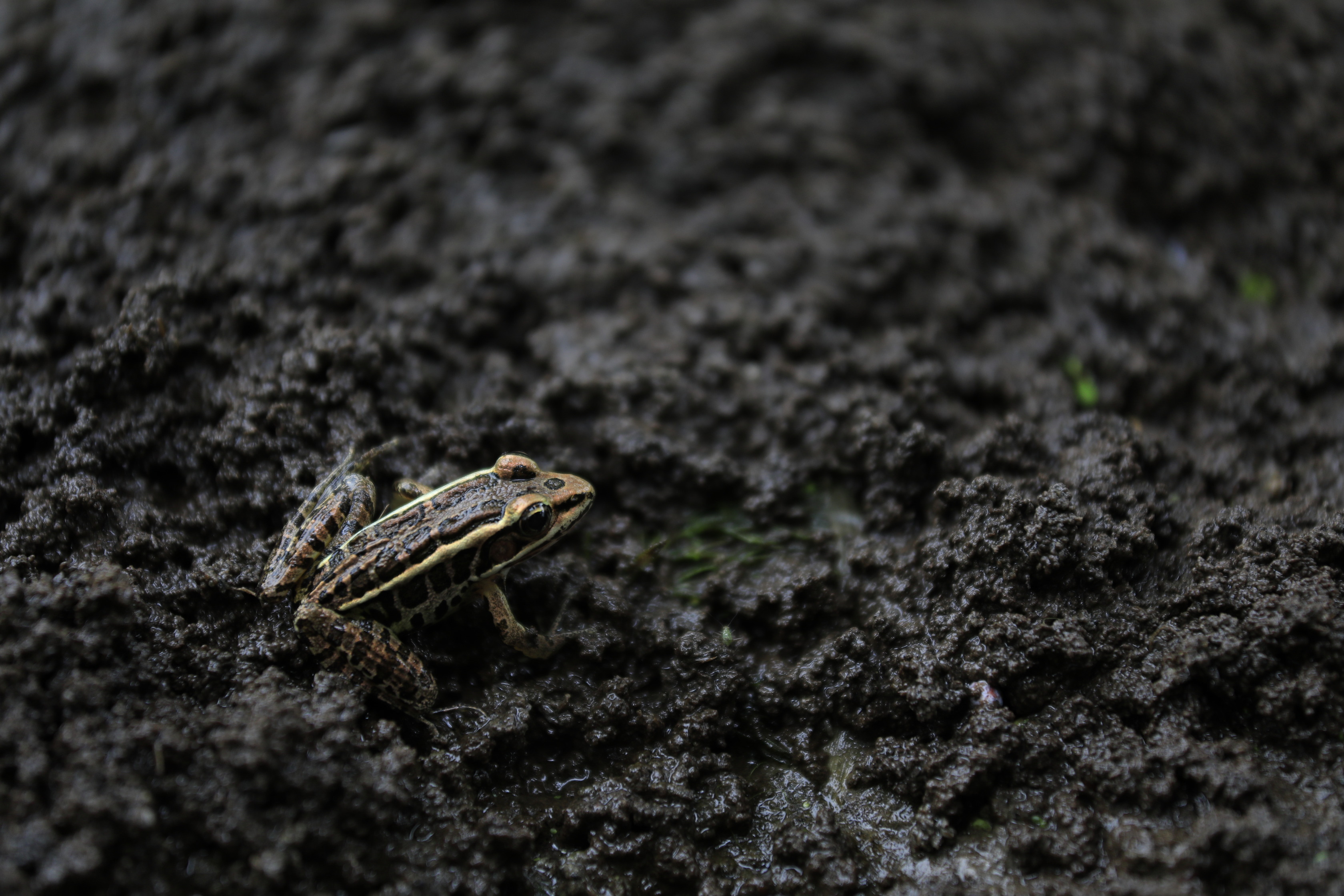 A pickerel frog in the mud.