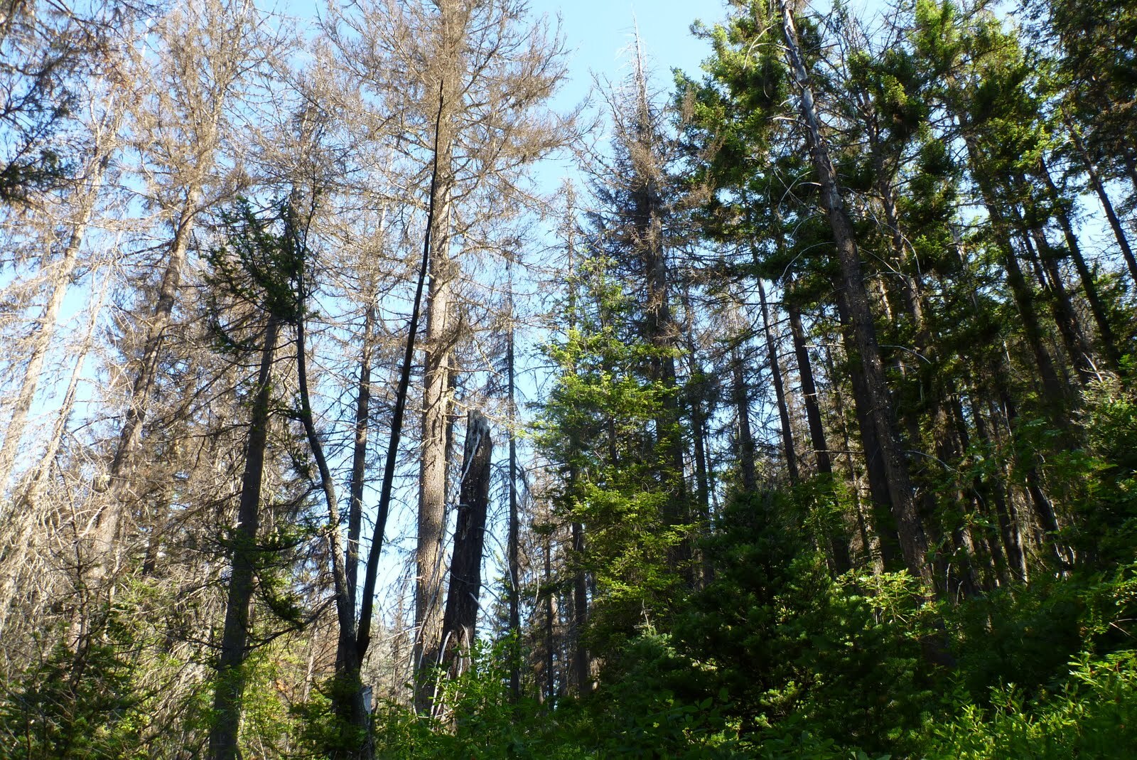 Insect-damaged trees without leaves in a forest.