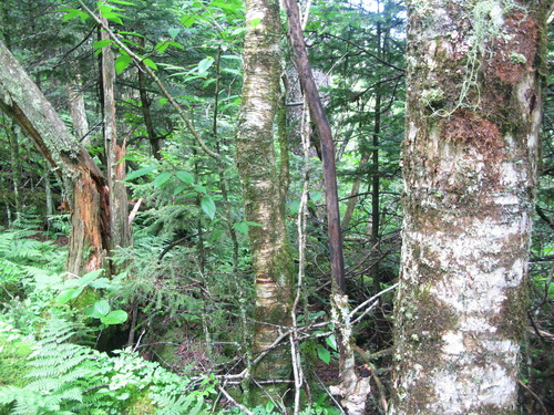 GRSM Accuracy Assessment. Plot Code: GRSM_AA_0682_5