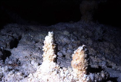 Frostwork Christmas Trees in the Snow Room