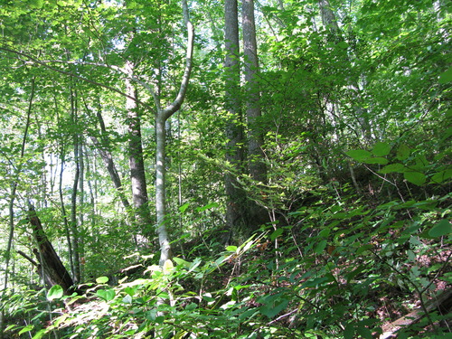 GRSM Accuracy Assessment. Plot Code: GRSM_AA_0159_2