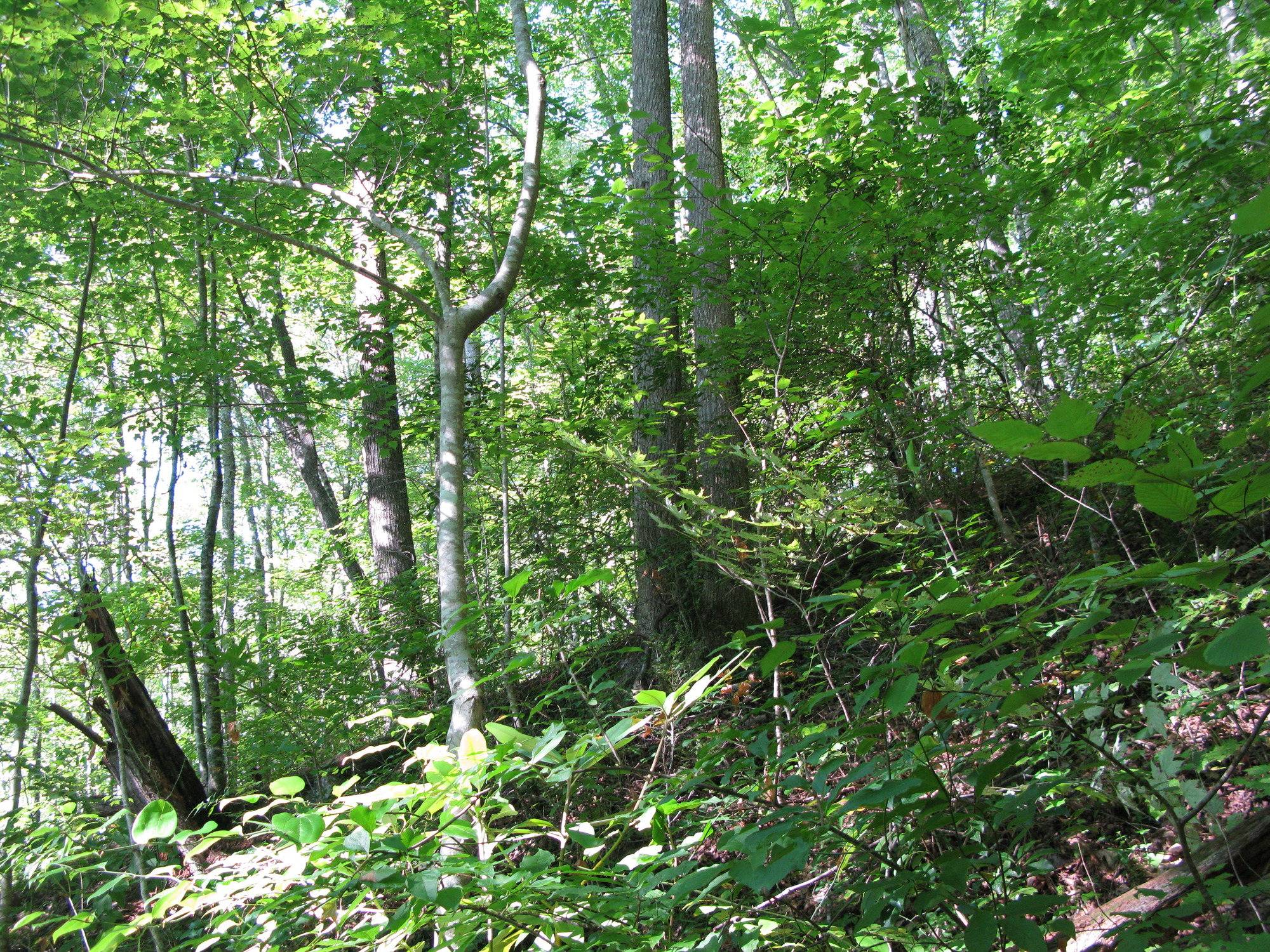 GRSM Accuracy Assessment. Plot Code: GRSM_AA_0159_2