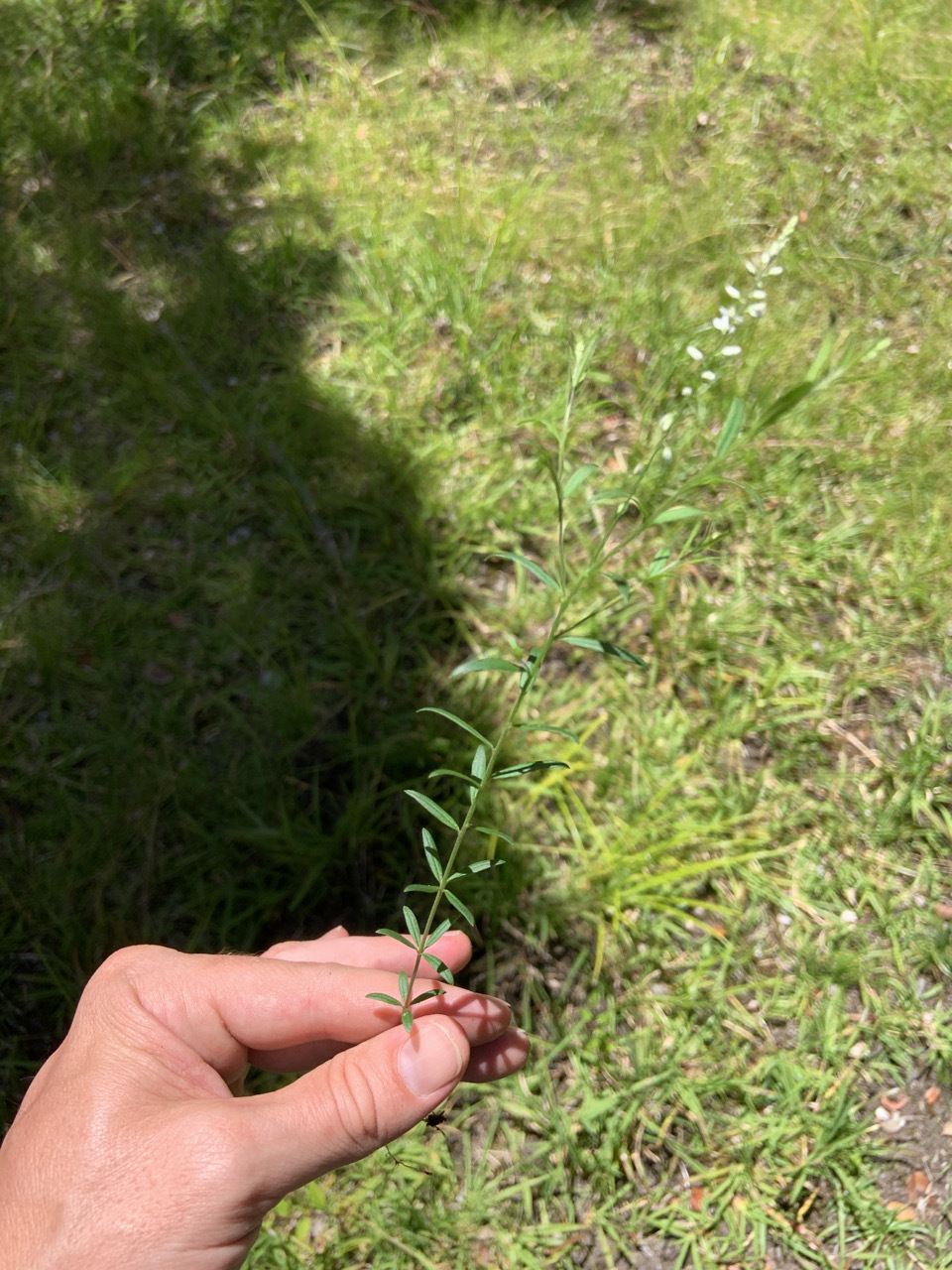 Photo of plant species Polygala paniculata