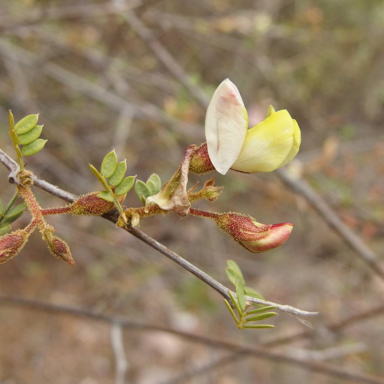 Rosary babybonnets, pastel pink/yellow flowers with round petals, on a gray branch with small paired green leaves