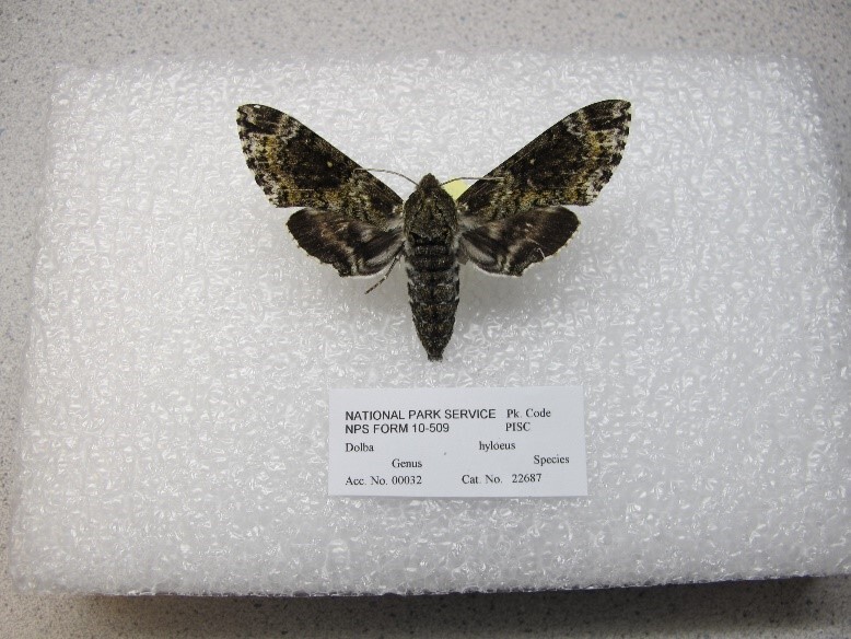 The moth is dark color, appears to be black or very dark brown.  The body is large with a few horizontal dark lines with very little white spotting.  The upper set of wings are dark with variations of lighter browns or white that give the wings a textured appearance.  The lower wings are dark on the edges with a lighter vertical line then goes back to a dark/light coloration near the body.