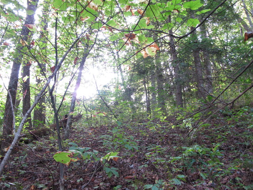 GRSM Accuracy Assessment. Plot Code: GRSM_AA_0562_6