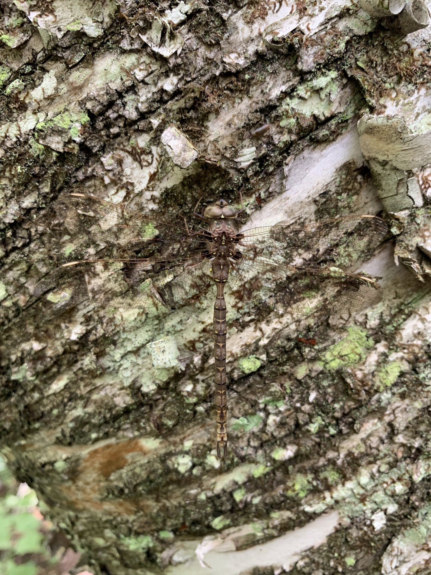 A brown and gray dragonfly on the trunk of an old lichen covered birch.