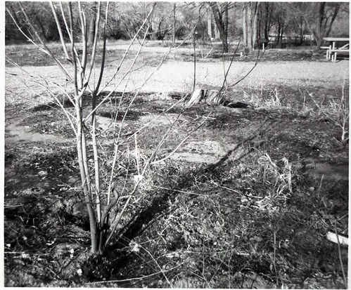 BW photos of trees. [Campground or picnic area]