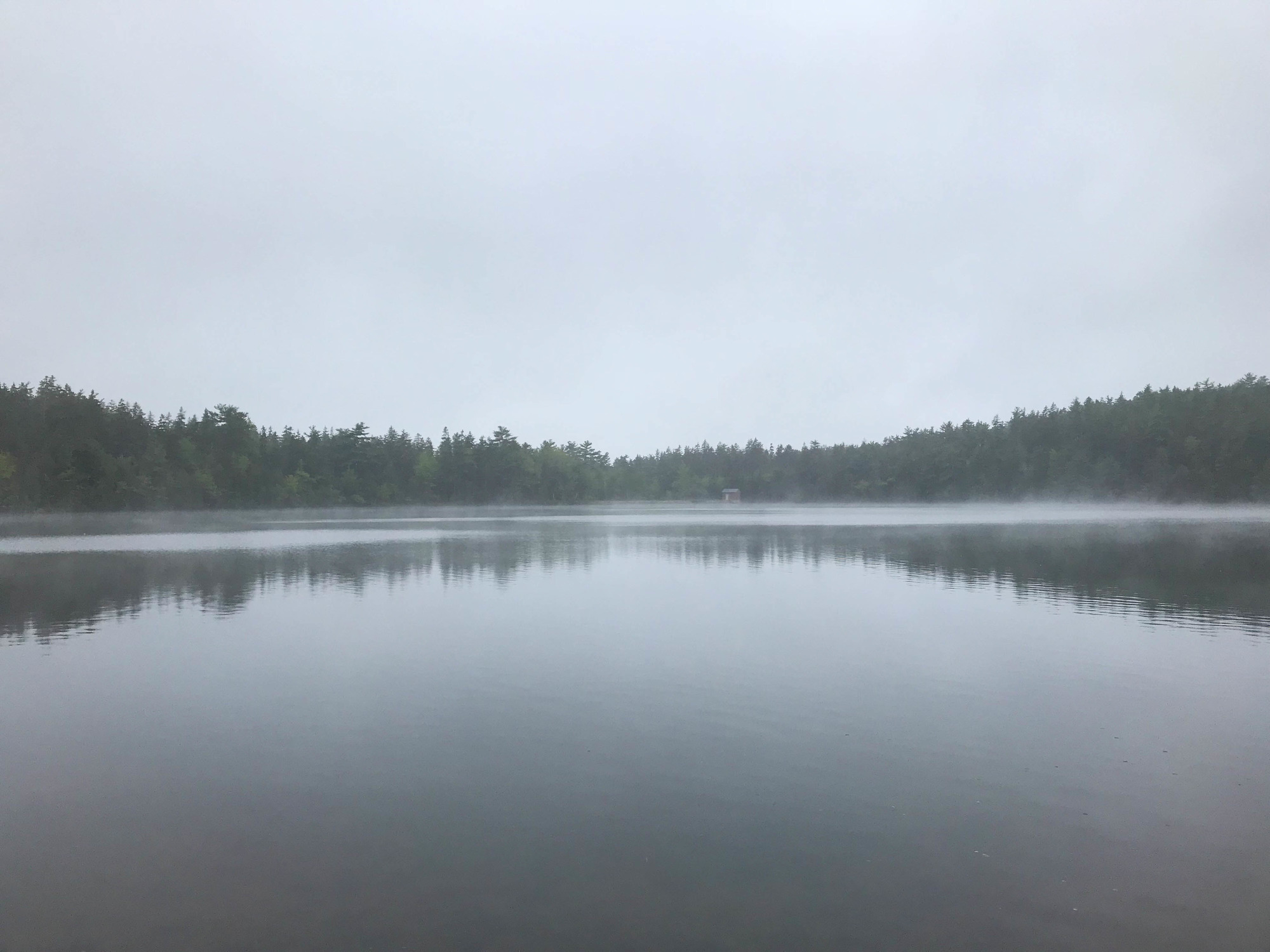 Foggy lake lined with trees
