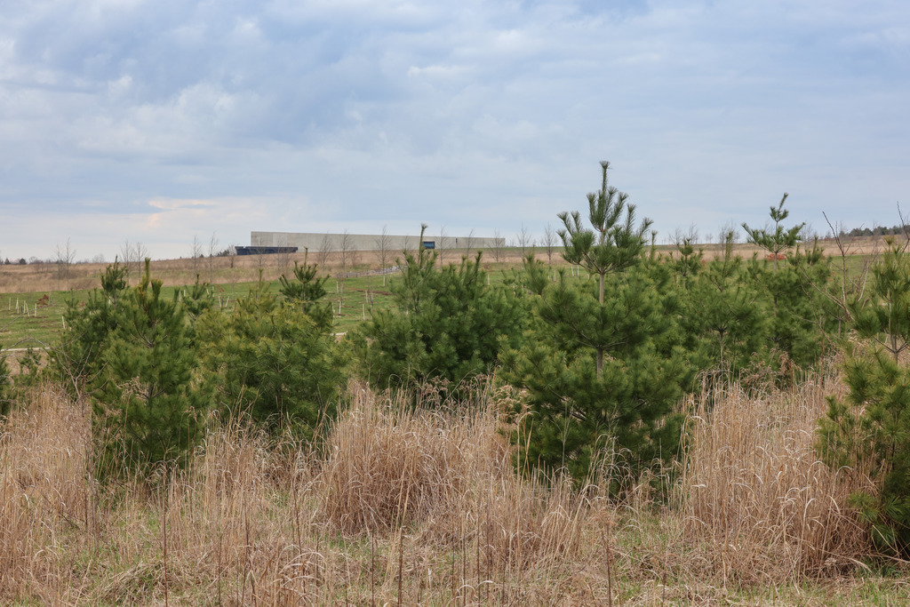 A photo of trees in front of Visitor Center.