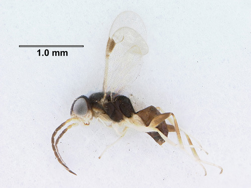 Dryinid wasp (Aphelopus varicornis)