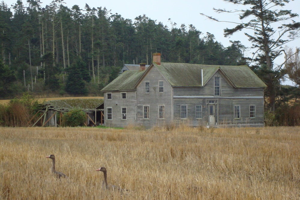 Geese at Ferry House