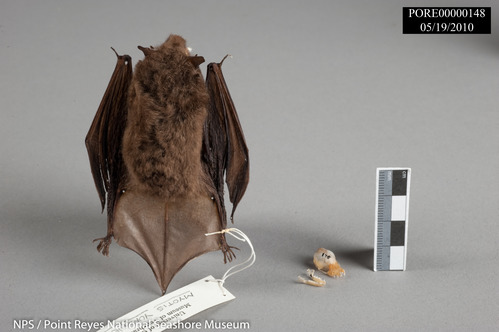Common bat study skin and skull. PORE 148