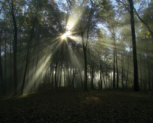Sunrise in the Forest at Effigy Mounds National Monument Near Fire Point