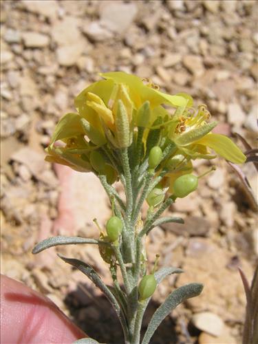 Lesquerella fendleri. Big Bend National Park, Sawmill Road. March 2004