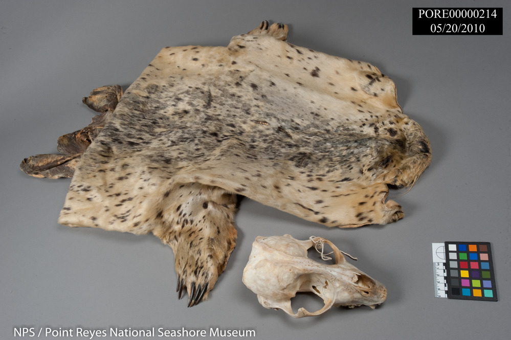 Harbor seal skin and cranium. PORE 214