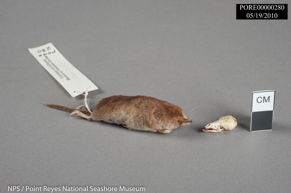 Suisun shrew (also known as ornate shrew) study skin with articulated cranium and mandibles. PORE 280
