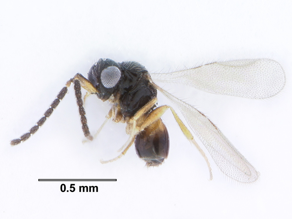 Ceraphronid Wasp (Ceraphron spp.)