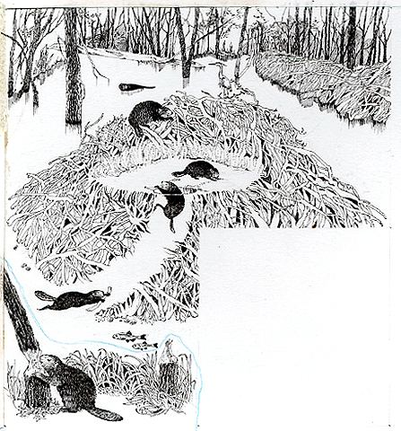 A partial cutaway of a beaver pond diagram which includes a detail in the lower left corner a beaver cutting down a tree. The detail illustration is suitable for using as a separate image.