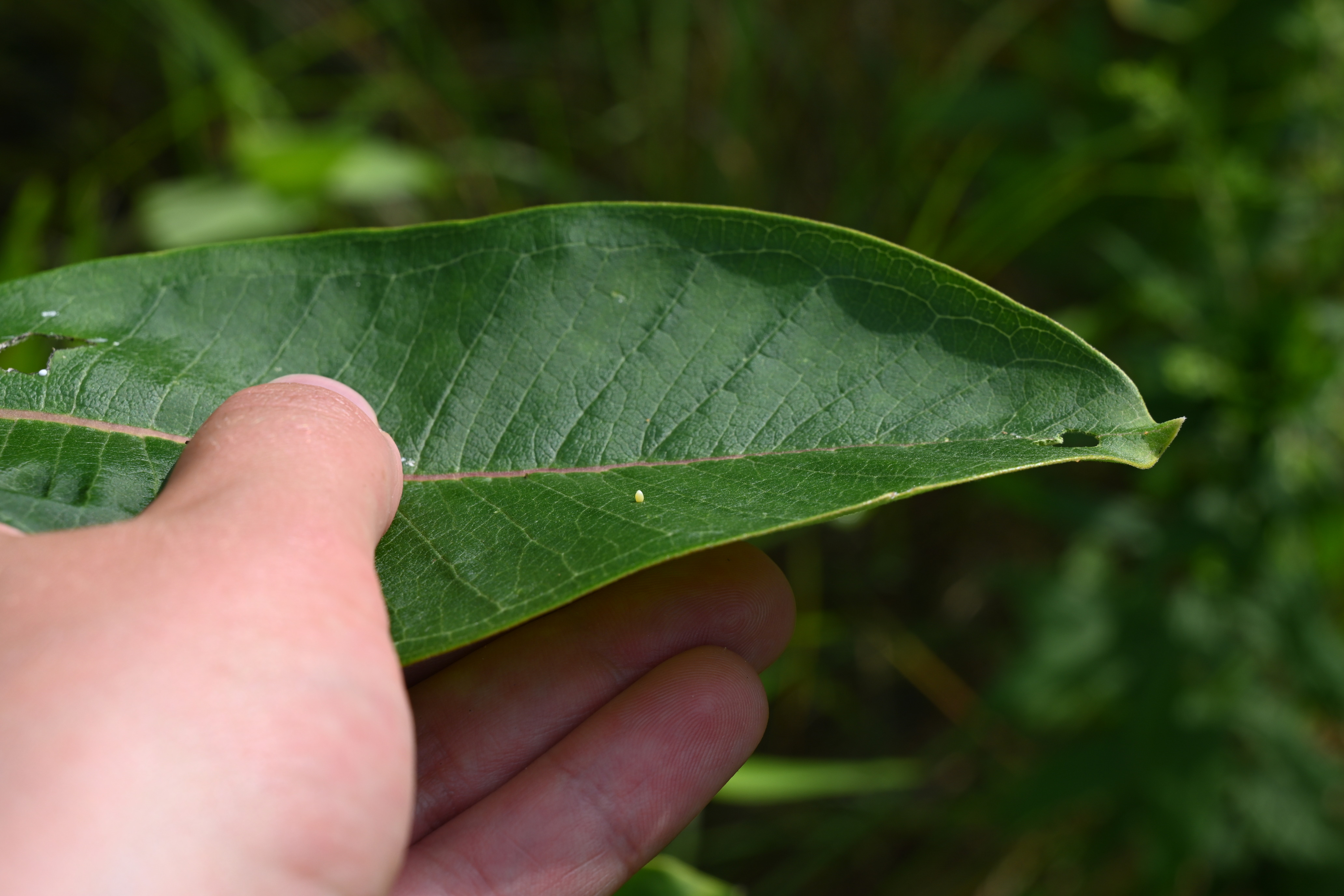 A small egg on a green leaf being held by a hand. 