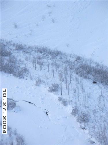 11 Gates of the Arctic National Park and Preserve Koyukuk Moose Survey 2004