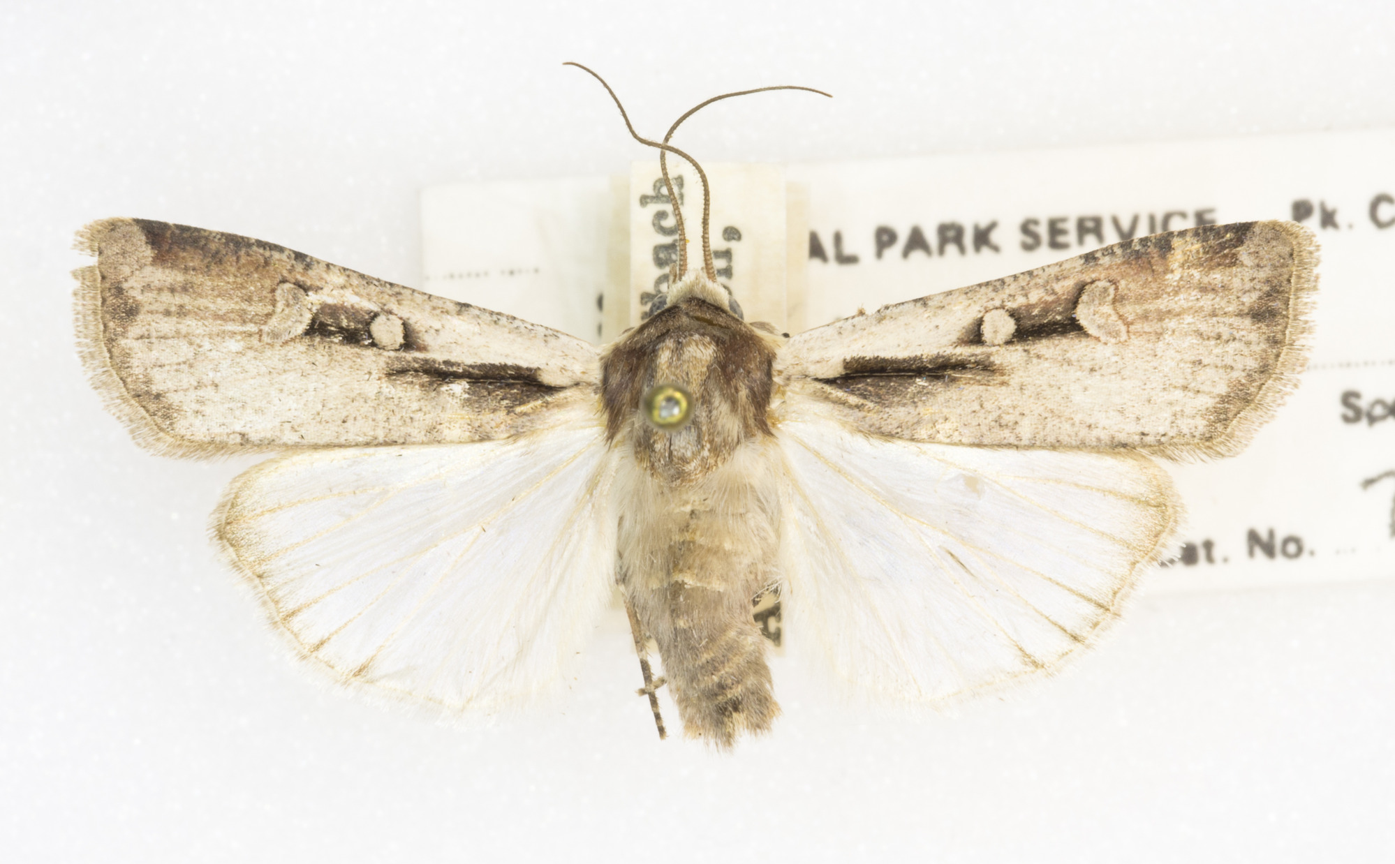 Creaky Dart Hemieuxoa rudens 71625, 14 June 1952. Grand Canyon Village, Grand Canyon, ArizonaLouis Schellbach III.JPG