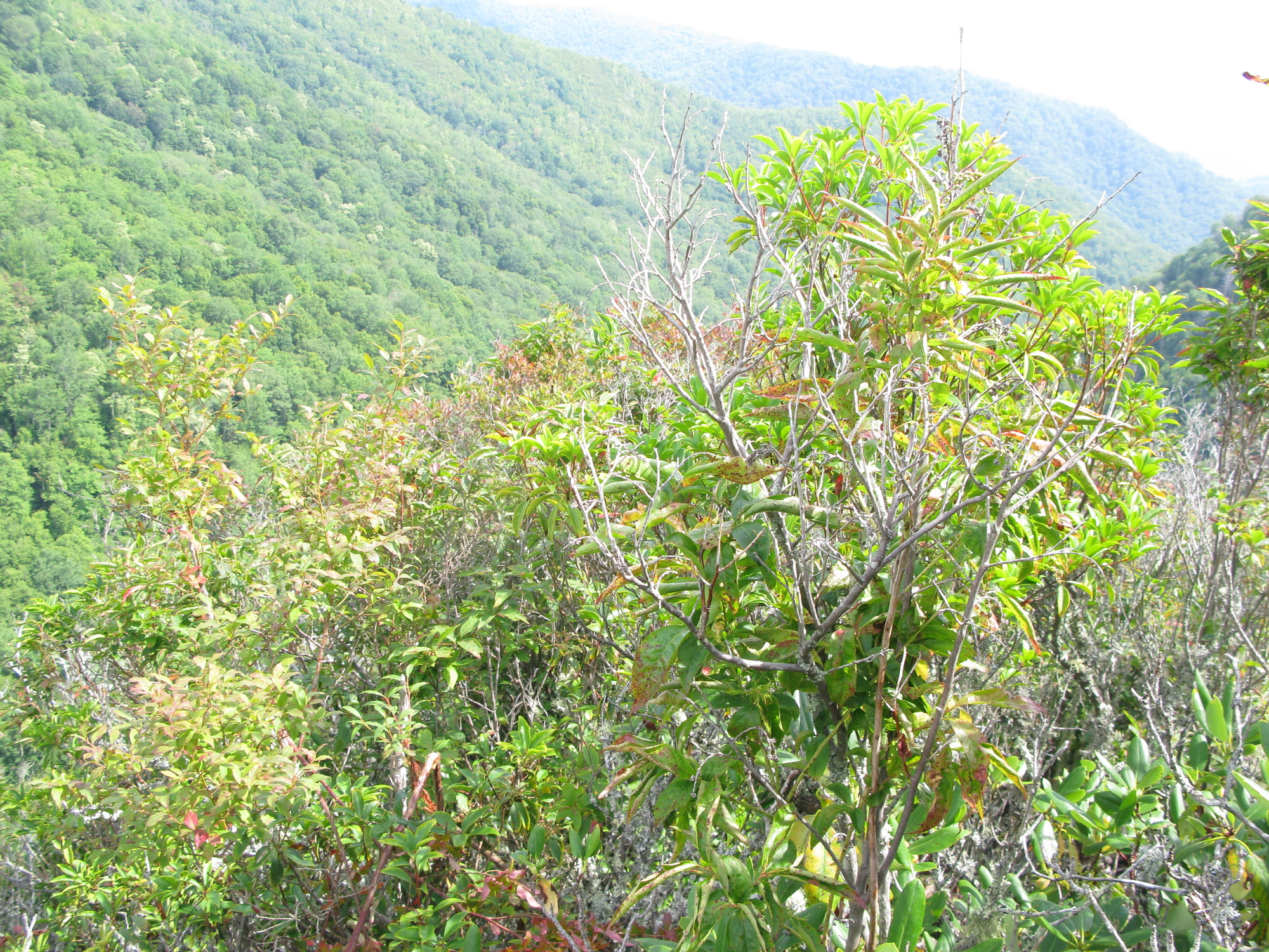 GRSM Accuracy Assessment. Plot Code: GRSM_AA_0008_6