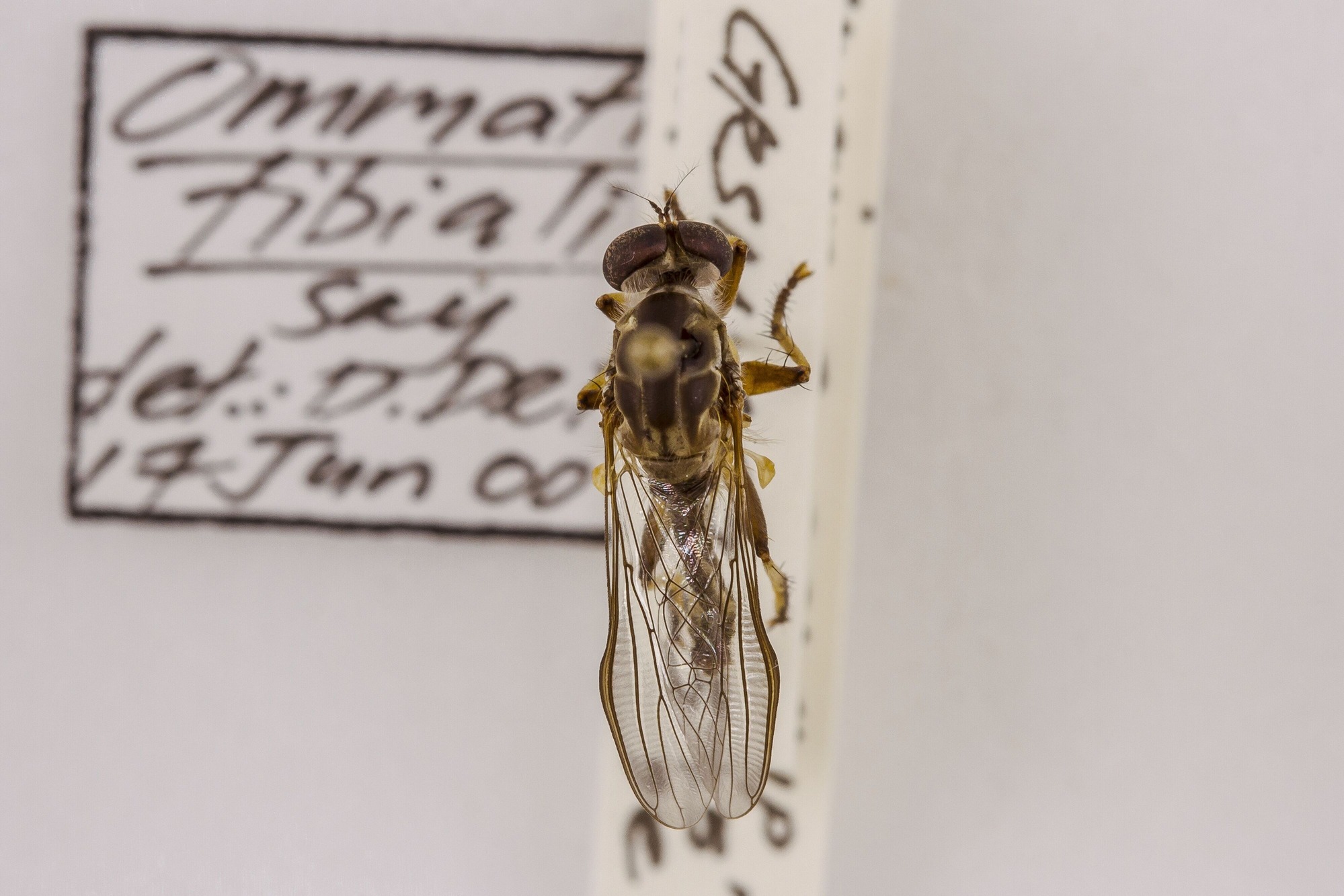 Image of Ommatius tibialis, a species of Animalia