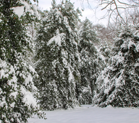 Batch of trees covered in snow