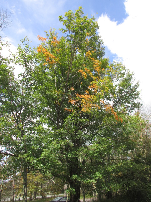 Patches of orange leaves on a mostly green tree