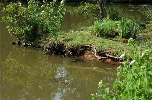 Restore Historic Dikes and Ponds at Kenilworth Aquatic Gardens in June 2010