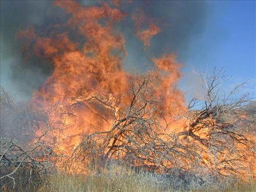 High intensity flames in dense brush during Far View prescribed fire, November 2001