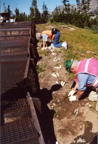 Volunteers elderhostle3 lp planting