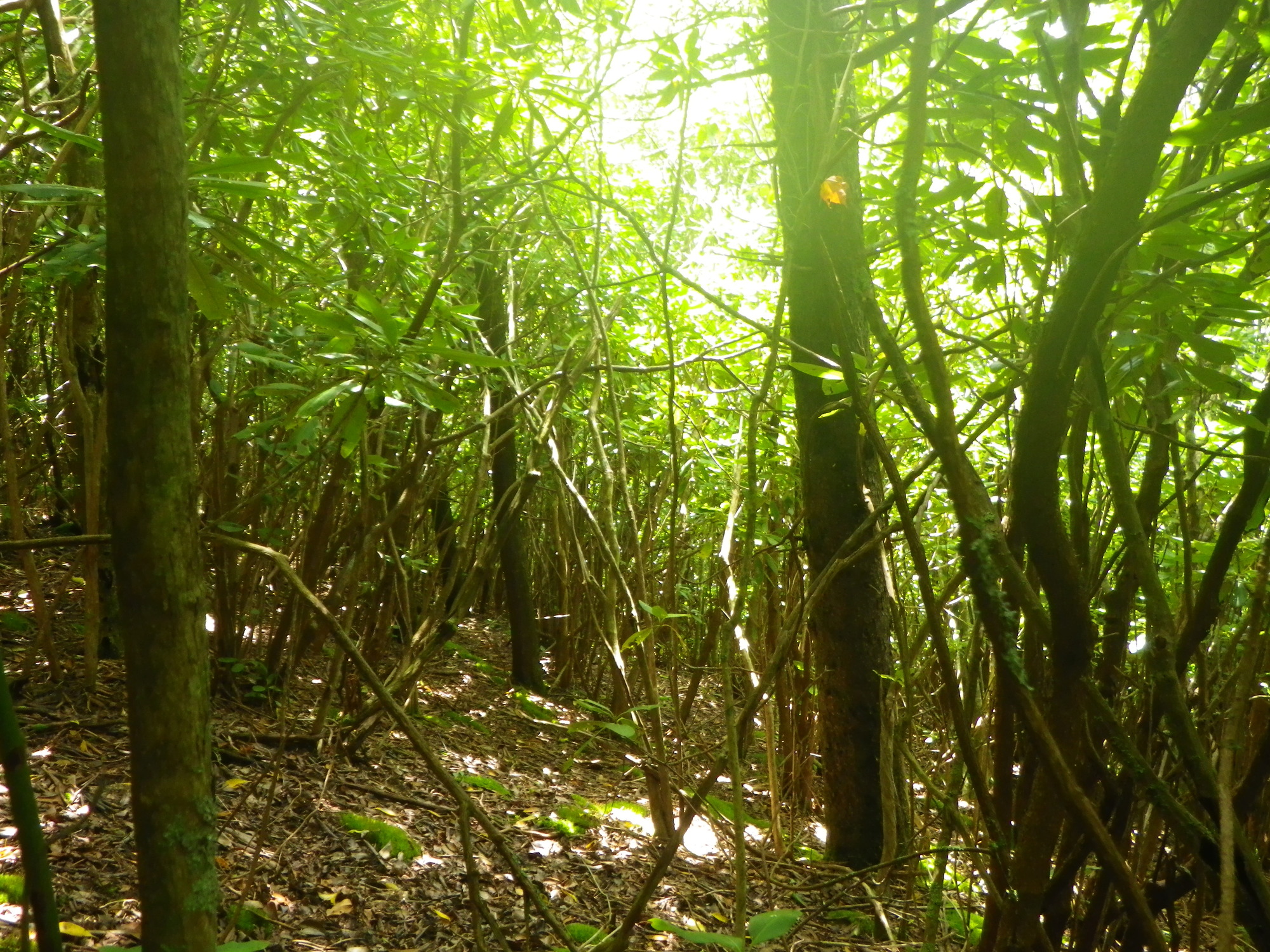 Plot Code: GRSM_AA_0480_6